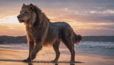 solo,full body,outdoors,sky,cloud,water,blurry,no humans,ocean,animal,beach,cloudy sky,sunset,dog,realistic,sand,animal focus,looking at viewer,brown eyes,standing,signature,from side,profile,lion