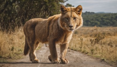 solo,looking at viewer,full body,outdoors,day,blurry,black eyes,tree,no humans,depth of field,blurry background,animal,grass,nature,realistic,animal focus,photo background,standing,sky,signature