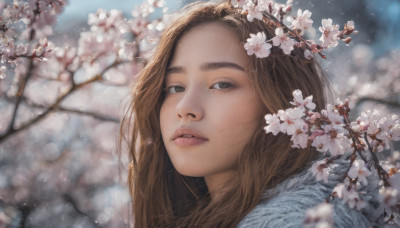 1girl, solo, long hair, looking at viewer, brown hair, brown eyes, flower, outdoors, parted lips, blurry, lips, blurry background, cherry blossoms, portrait, freckles, realistic, nose, branch