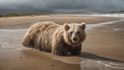 outdoors,sky,day,cloud,water,no humans,ocean,animal,beach,cloudy sky,realistic,sand,animal focus,waves,grey sky,looking at viewer,black eyes,bear,brown fur,shore,tanuki