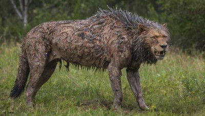 solo,open mouth,tail,full body,yellow eyes,flower,outdoors,teeth,day,signature,blurry,tree,no humans,blurry background,animal,fangs,grass,sharp teeth,nature,claws,forest,monster,realistic,animal focus,wolf,dinosaur,looking at viewer