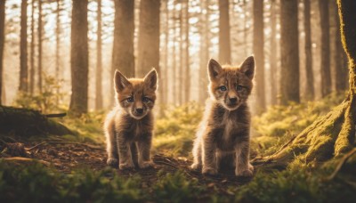 looking at viewer,blue eyes,outdoors,day,blurry,tree,no humans,depth of field,blurry background,animal,sunlight,grass,plant,nature,scenery,forest,realistic,animal focus,open mouth,sitting,signature,fangs,cat,branch,log