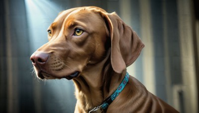 HQ,solo,yellow eyes,artist name,indoors,signature,blurry,collar,no humans,blurry background,animal,cat,looking up,portrait,close-up,dog,realistic,animal focus,whiskers,closed mouth,sweat,clothed animal