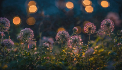 flower, outdoors, sky, blurry, tree, no humans, night, depth of field, leaf, plant, night sky, scenery, lantern, blurry foreground, purple flower, fireworks