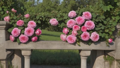 flower,outdoors,sky,day,tree,blue sky,no humans,shadow,rose,leaf,plant,nature,scenery,pink flower,fence,bush,pink rose,garden,grass,railing,vines