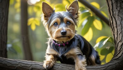 HQ,solo,blue eyes,closed mouth,outdoors,blurry,collar,tree,no humans,depth of field,blurry background,animal,leaf,bug,looking up,dog,realistic,branch,animal focus,looking at viewer,brown eyes,day,pokemon (creature)