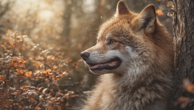 outdoors, blurry, tree, no humans, depth of field, blurry background, animal, leaf, fangs, sunlight, nature, realistic, autumn leaves, animal focus, autumn