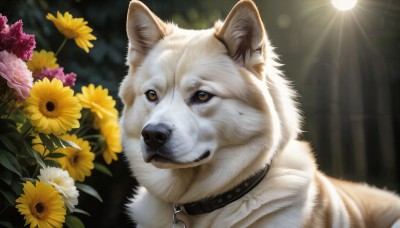 HQ,solo,brown eyes,flower,blurry,collar,no humans,animal,sunlight,portrait,nature,pink flower,dog,light rays,realistic,yellow flower,sunflower,animal focus,shiba inu,outdoors,signature,blurry background,cat,sun,animal collar