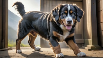 HQ,solo,open mouth,brown eyes,standing,full body,outdoors,day,tongue,indoors,tongue out,blurry,no humans,shadow,animal,dog,realistic,animal focus,looking at viewer,signature,sunlight,claws,puppy