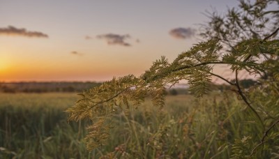 outdoors,sky,cloud,blurry,tree,blue sky,no humans,depth of field,cloudy sky,grass,plant,nature,scenery,sunset,branch,field,evening,landscape,gradient sky,leaf,sun,horizon,orange sky