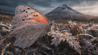 outdoors, sky, cloud, blurry, depth of field, bug, mountain