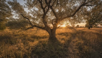 outdoors,sky,day,cloud,tree,no humans,sunlight,grass,nature,scenery,forest,sunset,sun,field,landscape,blue sky,plant,branch