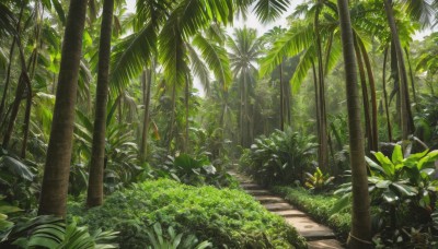 outdoors,day,tree,no humans,leaf,sunlight,grass,plant,nature,scenery,forest,rock,palm tree,bush,shade,green theme,road