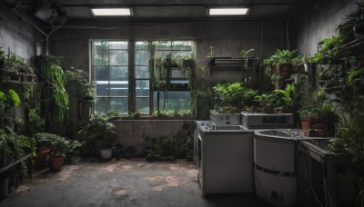 day,indoors,tree,no humans,window,plant,scenery,potted plant,ruins,shelf,kitchen,sink,moss,overgrown,rain,tiles