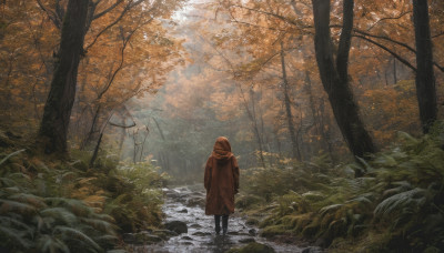 solo, standing, outdoors, hood, from behind, tree, leaf, nature, scenery, forest, autumn leaves