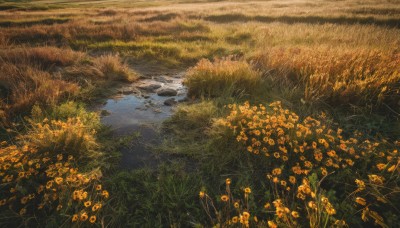 flower,outdoors,day,water,tree,no humans,grass,nature,scenery,reflection,yellow flower,field,river,landscape,plant,orange flower