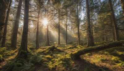 outdoors, sky, day, tree, no humans, sunlight, plant, nature, scenery, forest, light rays, landscape