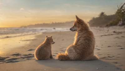 sitting, outdoors, sky, signature, blurry, tree, no humans, animal, beach, scenery, sunset, dog, realistic, sand, animal focus