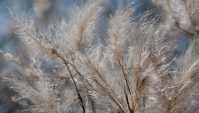 outdoors,sky,day,cloud,blurry,tree,blue sky,no humans,depth of field,blurry background,nature,scenery,snow,branch,winter,bare tree,artist name,signature,realistic,still life