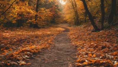 outdoors,day,tree,no humans,leaf,traditional media,sunlight,nature,scenery,forest,road,autumn leaves,autumn,orange theme,dappled sunlight,landscape,path