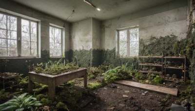 day,indoors,tree,no humans,window,chair,table,sunlight,grass,plant,nature,scenery,ruins,broken,broken glass,moss,rubble,overgrown,post-apocalypse,broken window,desk,lamp