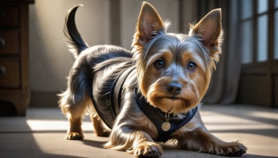 HQ,solo,looking at viewer,brown eyes,closed mouth,full body,indoors,blurry,collar,no humans,window,depth of field,blurry background,shadow,animal,sunlight,dog,realistic,animal focus,animal collar,standing,watermark,web address,door