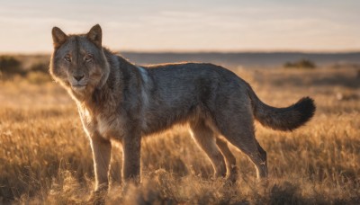 solo,looking at viewer,full body,outdoors,sky,day,signature,blurry,no humans,depth of field,blurry background,animal,cat,grass,realistic,field,animal focus,horizon