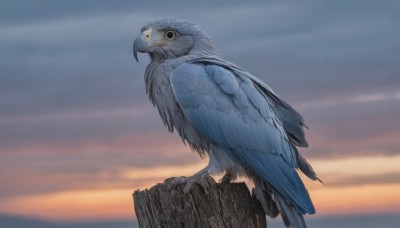 solo,closed mouth,standing,outdoors,wings,sky,cloud,blurry,black eyes,from side,no humans,bird,animal,feathers,flying,realistic,animal focus,talons,beak,looking at viewer,cloudy sky,scenery,twilight,cliff