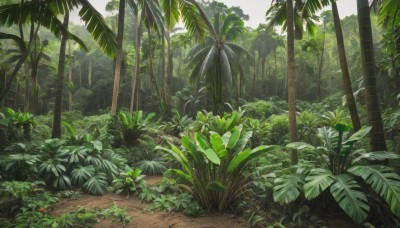 outdoors,day,tree,no humans,leaf,sunlight,grass,plant,nature,scenery,forest,palm tree,bush,green theme,flower,sky,path