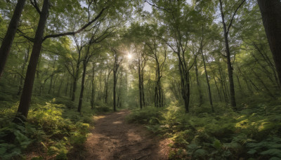 outdoors, sky, day, tree, no humans, sunlight, grass, plant, nature, scenery, forest, road, path