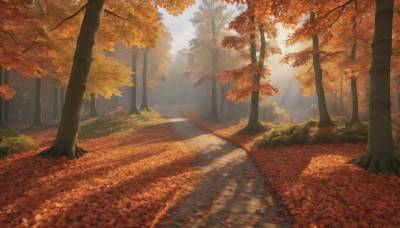 outdoors,day,tree,no humans,shadow,leaf,sunlight,grass,nature,scenery,forest,light rays,road,bush,autumn leaves,maple leaf,sunbeam,dappled sunlight,autumn,falling leaves,path,sky