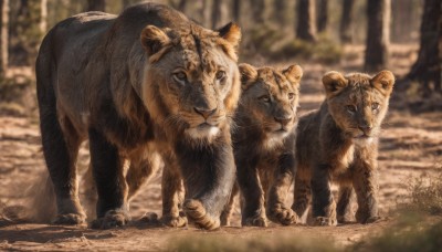 brown eyes,closed mouth,standing,outdoors,day,blurry,tree,no humans,depth of field,blurry background,animal,grass,nature,forest,realistic,animal focus,tiger,lion,looking at viewer,signature