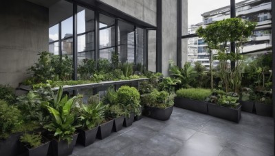 outdoors,sky,day,indoors,tree,no humans,window,plant,building,scenery,stairs,potted plant,bush,cloud,tiles,tile floor