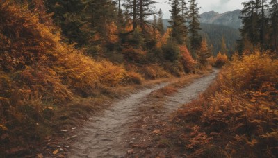 outdoors,sky,day,cloud,tree,no humans,leaf,grass,nature,scenery,forest,mountain,road,autumn leaves,autumn,landscape,path,cloudy sky