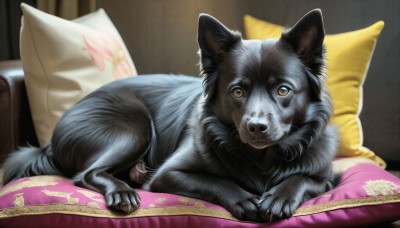 HQ,solo,looking at viewer,yellow eyes,lying,indoors,blurry,pillow,no humans,bed,animal,cat,on stomach,couch,realistic,animal focus,brown eyes,closed mouth,full body,signature,watermark,web address,dog