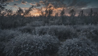 outdoors,sky,cloud,tree,no humans,sunlight,cloudy sky,grass,plant,nature,scenery,forest,sunset,field,evening,landscape,dark