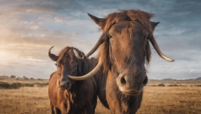 solo,outdoors,horns,sky,day,cloud,blue sky,no humans,animal,cloudy sky,grass,scenery,realistic,field,animal focus,tusks,cow,boar,goat,horse,nose piercing