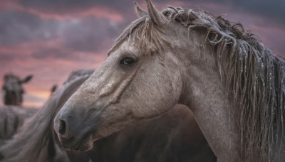 1boy,outdoors,horns,sky,cloud,water,blurry,black eyes,from side,no humans,depth of field,blurry background,animal,cloudy sky,mountain,realistic,riding,horse,horseback riding,solo,close-up,sunset,animal focus,boar