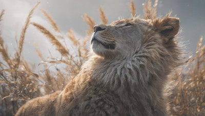 closed eyes, outdoors, sky, day, blurry, tree, no humans, animal, realistic, animal focus