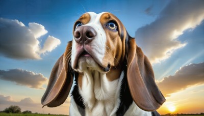 HQ,solo,blue eyes,outdoors,sky,day,cloud,water,tree,blue sky,no humans,animal,cloudy sky,looking up,scenery,sunset,realistic,sun,animal focus,whiskers,looking at viewer,open mouth,upper body,sunlight,rabbit,what