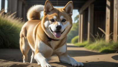 HQ,looking at viewer,open mouth,full body,outdoors,day,tongue,tongue out,blurry,black eyes,collar,no humans,blurry background,animal,grass,dog,realistic,leash,animal focus,shiba inu,solo,brown eyes,standing,teeth,saliva,sunlight,animal collar