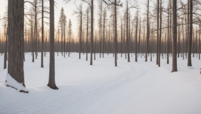 outdoors,tree,no humans,bird,nature,scenery,snow,forest,winter,bare tree,landscape,footprints,sky,fog