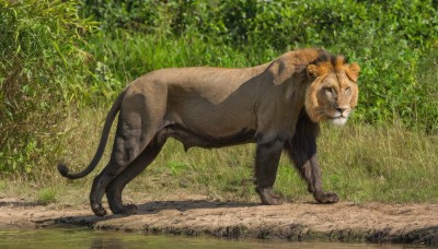 solo,looking at viewer,closed mouth,standing,full body,outdoors,day,no humans,animal,traditional media,cat,grass,plant,nature,forest,realistic,animal focus,tail,signature,from side,shadow,photo background