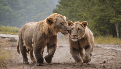 standing,full body,outdoors,day,blurry,looking at another,tree,no humans,blurry background,animal,grass,nature,eye contact,forest,realistic,animal focus,lion,closed mouth,sky,signature,dog,bear,photo background