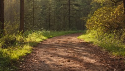 outdoors,day,tree,no humans,sunlight,grass,plant,nature,scenery,forest,fence,road,bush,path