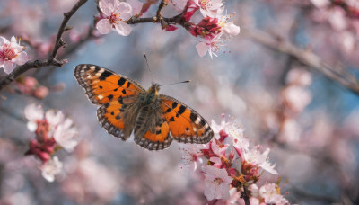 flower, outdoors, wings, day, blurry, tree, no humans, depth of field, blurry background, bug, cherry blossoms, butterfly, scenery, branch, butterfly wings