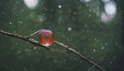 food, blurry, tree, no humans, fruit, depth of field, scenery, apple, branch, still life