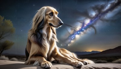 HQ,solo,blue eyes,brown eyes,sitting,closed mouth,outdoors,sky,cloud,signature,tree,pokemon (creature),no humans,night,grass,looking up,star (sky),night sky,starry sky,dog,mountain,realistic,animal focus,animal