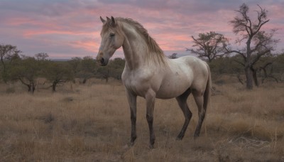 blue eyes,outdoors,sky,cloud,tree,no humans,animal,cloudy sky,grass,nature,scenery,sunset,realistic,horse,bare tree,gradient sky,solo,signature,field,animal focus,red sky,pink sky