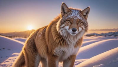 looking at viewer,yellow eyes,outdoors,sky,water,blurry,no humans,animal,snow,sunset,dog,mountain,realistic,sun,animal focus,sunrise,solo,lens flare,winter